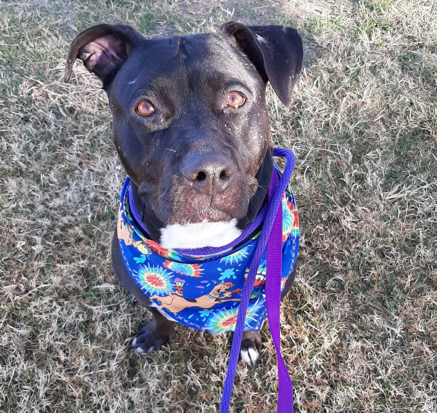 Adopt a friend: Rasha
